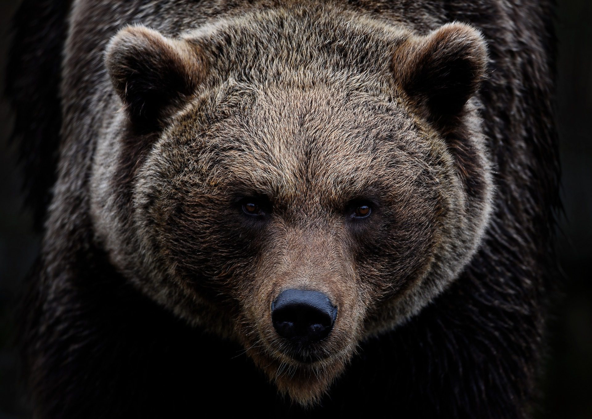 Grizzly Bear with black background